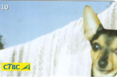 Pinscher nº 1