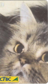 Gato de Luxo 1/4